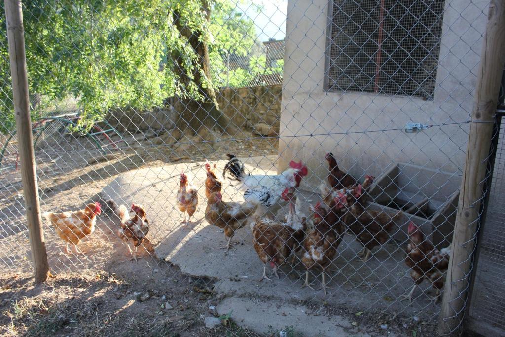 Can Carreras Albanya Kültér fotó